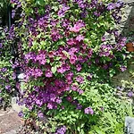 Puddle Duck - Adults Only