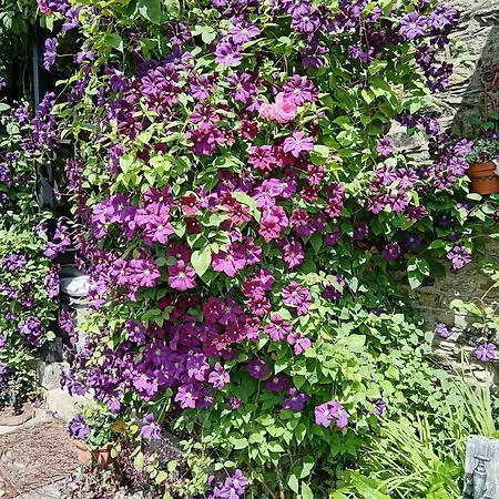 Puddle Duck - Adults Only